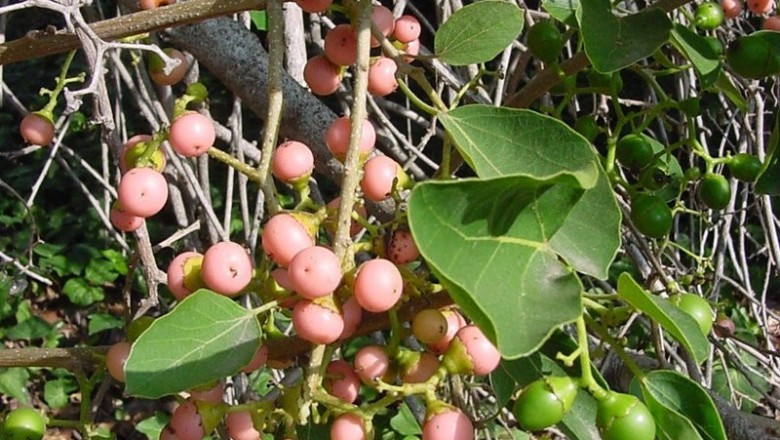 Cây dược liệu cây Ngút to - Cordia grandis Roxb