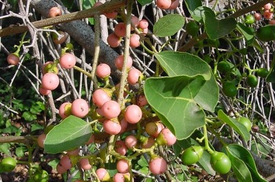 Cây dược liệu cây Ngút to - Cordia grandis Roxb