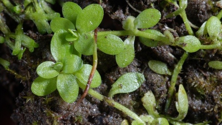 Cây dược liệu cây Ngổ trâu, Ngổ nước, Diễm mao - Callitriche stagnalis Scop