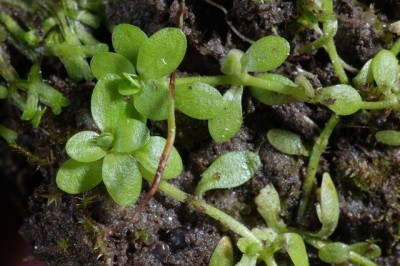 Cây dược liệu cây Ngổ trâu, Ngổ nước, Diễm mao - Callitriche stagnalis Scop