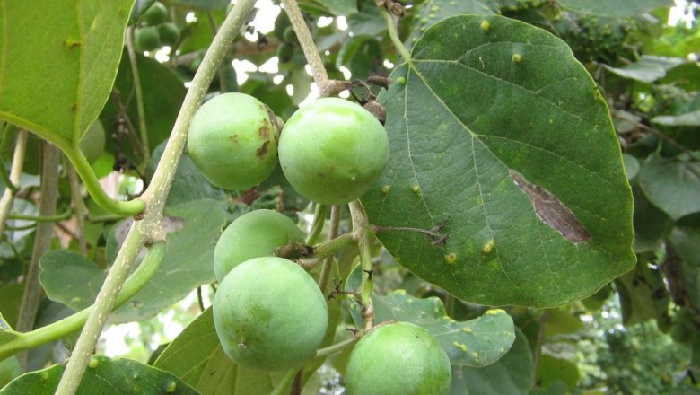 Cây dược liệu cây Ngút Wallich - Cordia wallichii G. Don