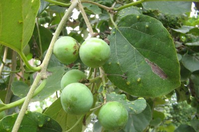 Cây dược liệu cây Ngút Wallich - Cordia wallichii G. Don