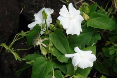 Cây dược liệu cây Cát đằng thơm, Uyên hoa thảo - Thunbergia fragrans Roxb