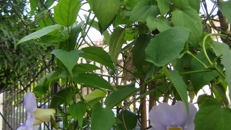 Cây dược liệu cây Cát đằng thon - Thunbergia laurifolia Lindl