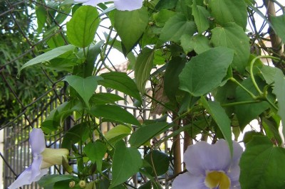 Cây dược liệu cây Cát đằng thon - Thunbergia laurifolia Lindl