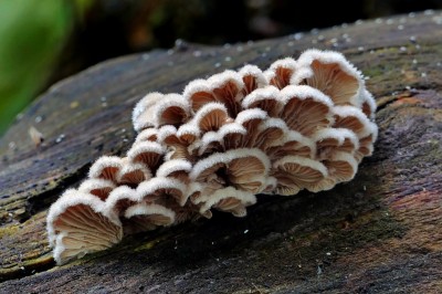 Cây dược liệu cây Nấm chân chim, Nấm liệt diệp - Schizophyllum commune Fr