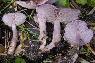 Cây dược liệu cây Nấm cà -Lepista sordida (Fr..) Singer