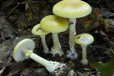 Cây dược liệu cây Nấm độc xanh đen, Nấm độc đen nhạt, Nấm lục - Amanita phalloides (Fr..) Quél