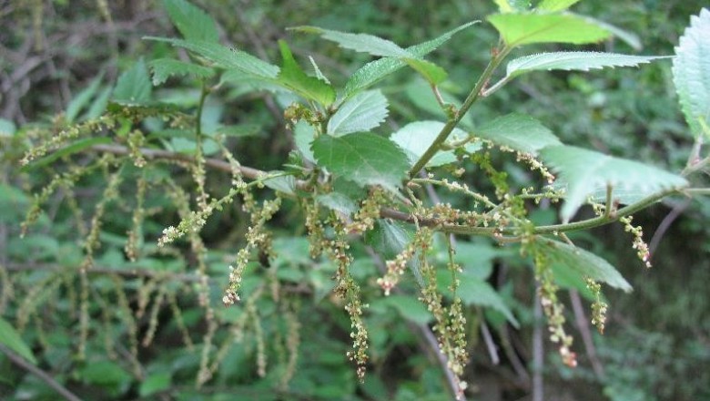 Cây dược liệu cây Nai - Oreocnide Frutescens (Thunb.) Miq (Villebrunea Frutescens (Thunb) Blume)