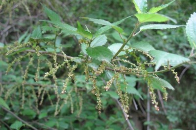Cây dược liệu cây Nai - Oreocnide Frutescens (Thunb.) Miq (Villebrunea Frutescens (Thunb) Blume)