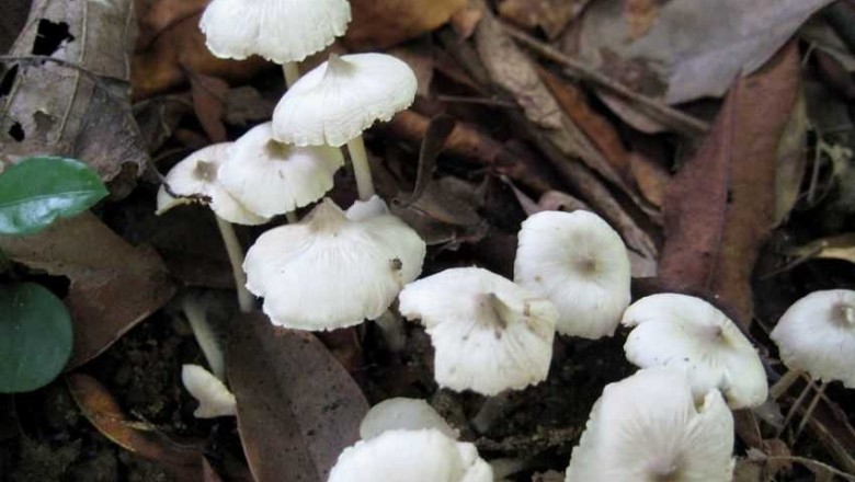 Cây dược liệu cây Nấm dắt, Nấm tua rua, Nấm mối mũ nhỏ, Nấm vuốt - Podabrella microcarpa (Berk. ex Br.) Senger