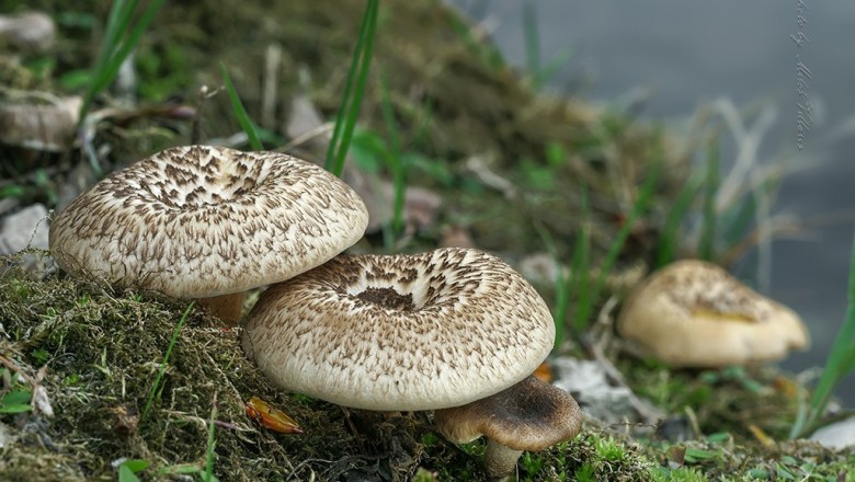 Cây dược liệu cây Nấm dai, Nấm dạ báo - Lentinus tigrinus (Bull..) Fr.