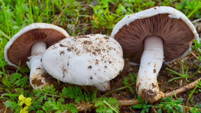 Cây dược liệu cây Nấm cỏ tranh hay Nấm trắng - Agaricus campestris L. ex Fr.. (Psalliota campestris (L.) Quél.)