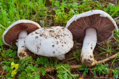 Cây dược liệu cây Nấm cỏ tranh hay Nấm trắng - Agaricus campestris L. ex Fr.. (Psalliota campestris (L.) Quél.)