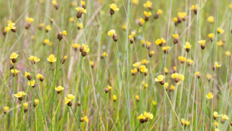 Cây dược liệu cây Cỏ vàng - Xyris indica L