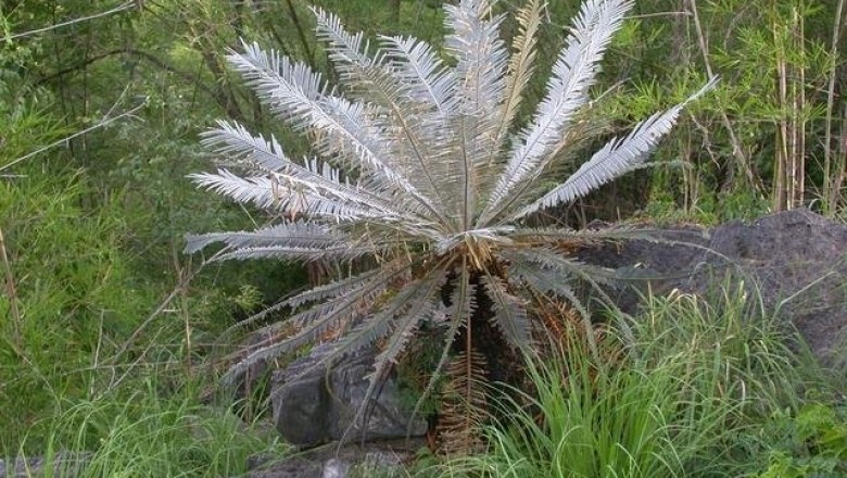 Cây dược liệu cây Thiên tuế Thái Lan, Thiên tuế Xiêm - Cycas siamensis Miq