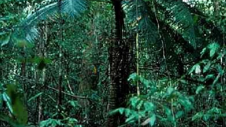 Cây dược liệu cây Thiên tuế không gai, Sơn tuế - Cycas inermis Lour