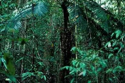 Cây dược liệu cây Thiên tuế không gai, Sơn tuế - Cycas inermis Lour