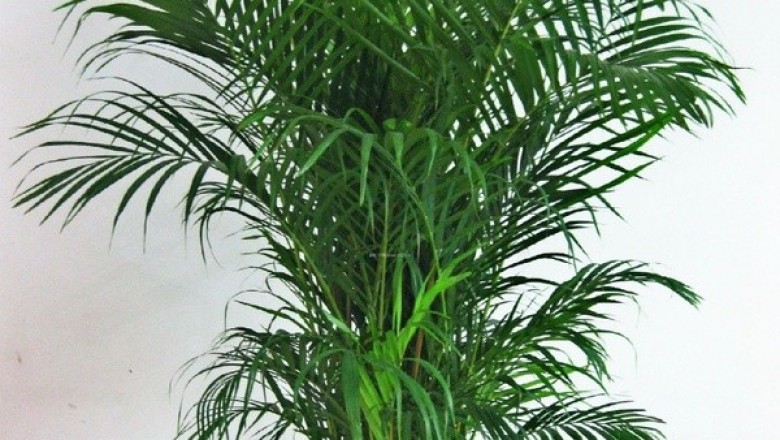 Cây dược liệu cây Cau cảnh vàng - Chrysalidocarpus lutescens Wendl