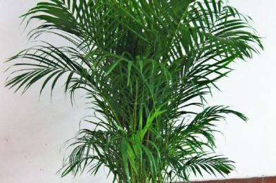 Cây dược liệu cây Cau cảnh vàng - Chrysalidocarpus lutescens Wendl