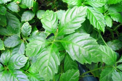 Cây dược liệu cây Cổ yếm - Gynostemma pentaphyllum (Thunb.) Makino