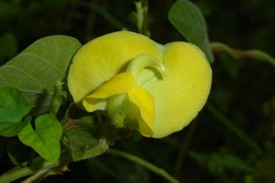 Cây dược liệu cây Cốt mà, Đậu ma- Dunbaria podocarpa Kurz