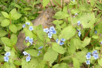 Cây dược liệu cây Cỏ thạch sùng, Cỏ lưu ly - Cynoglossum zeylanicum (Valhl) Thunb. ex Lehm