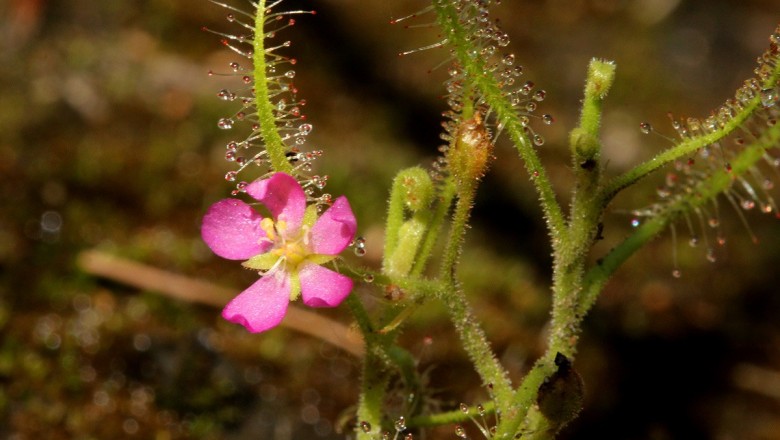 Cây dược liệu cây Cỏ trói gà, Gọng vó, Mồ côi - Drosera indica L