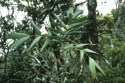 Cây dược liệu cây Cau chuột Ba Vì, Cau chuột rừng, Cau dại - Pinanga baviensis O'. Becc