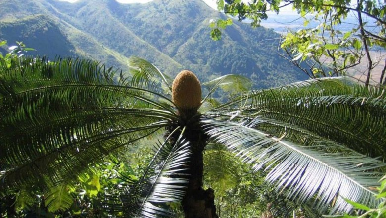 Cây dược liệu cây Thiên tuế lược, Tuế lược - Cycas pectinata Grill