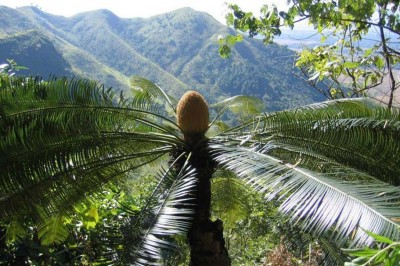 Cây dược liệu cây Thiên tuế lược, Tuế lược - Cycas pectinata Grill