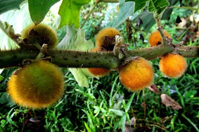 Cây dược liệu cây Cà trời, Cà hung, Cà lông - Solanum ferox L