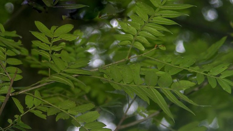 Cây dược liệu cây Cơi, Ngón - Pterocarya tonkinensis (Franch.) Dode