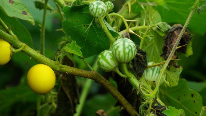 Cây dược liệu cây Cà trái vàng, hay Cà tàu - Solanum xanthocarpum Schrad Wendl