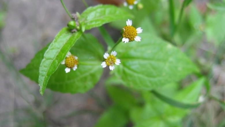Cây dược liệu cây Cỏ thỏ, Vi cúc - Galinsoga parviflora Cav