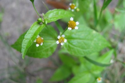 Cây dược liệu cây Cỏ thỏ, Vi cúc - Galinsoga parviflora Cav