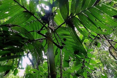 Cây dược liệu cây Cau chột Bà na - Pinanga banaensis Mag