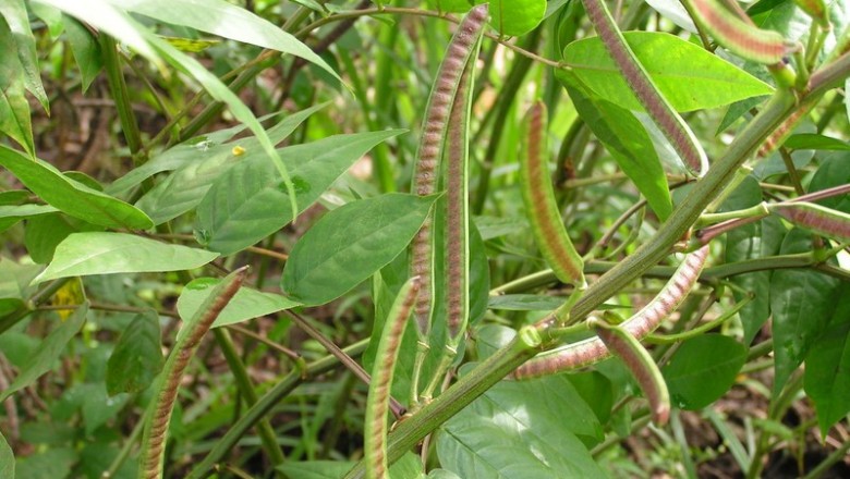 Cây dược liệu cây Cốt khí muồng, Cốt khí hạt, Muồng lá khế, Muồng hoè - Cassia occidentalis L