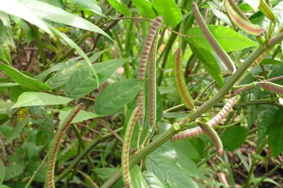 Cây dược liệu cây Cốt khí muồng, Cốt khí hạt, Muồng lá khế, Muồng hoè - Cassia occidentalis L