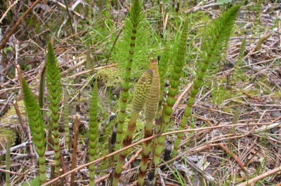 Cây dược liệu cây Cỏ tháp bút - Equisetum arvense L