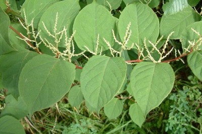 Cây dược liệu cây Cốt khí củ, Cù điền thất - Polygonum cuspidatum Sieh. Znce
