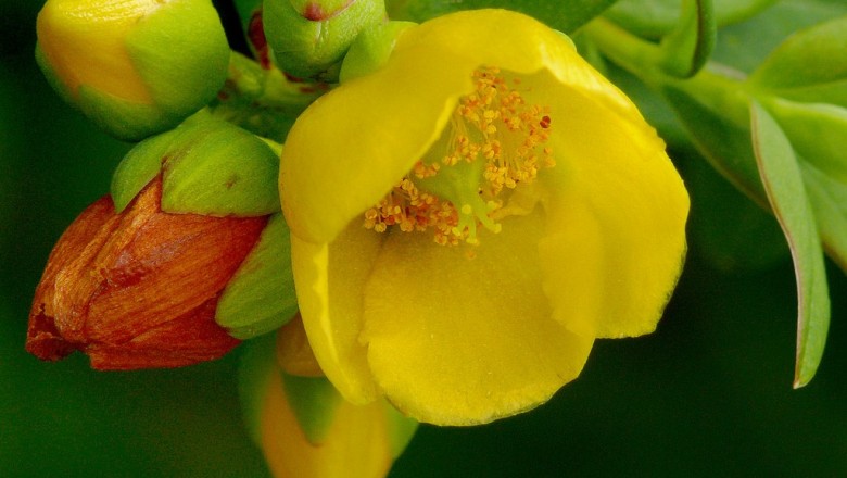 Cây dược liệu cây Cỏ vỏ lúa, Ban tròn - Hypericum uralum Buch. - Ham. ex D. Don (H. patulum Thunb. ex Murr.)