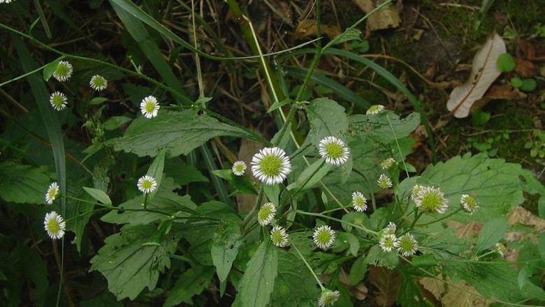 Cây dược liệu cây Thiên tinh cúc Nêpan - Myriactis nepalensis Less