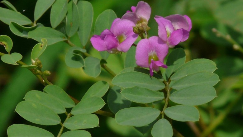 Cây dược liệu cây Cốt khí tía, Ve ve cái, Nhà trời - Tephrosia purpurea (L.,) Pers