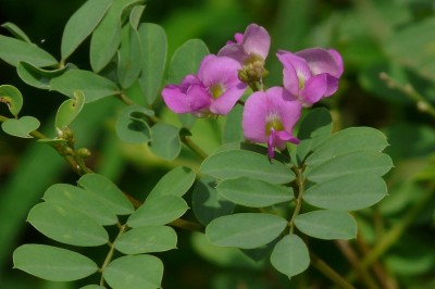 Cây dược liệu cây Cốt khí tía, Ve ve cái, Nhà trời - Tephrosia purpurea (L.,) Pers