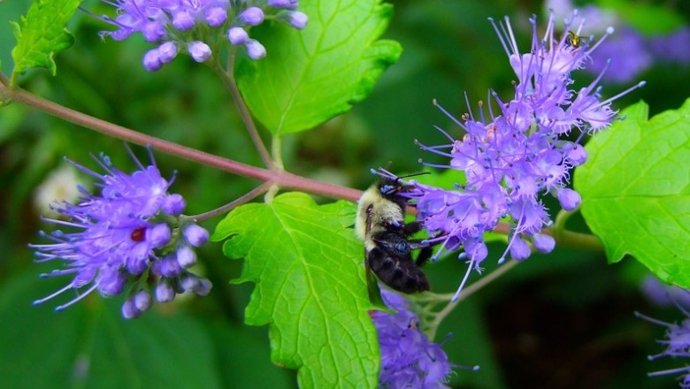 Cây dược liệu cây Cỏ vắp thơm, Bạc hà núi - Caryopteris incana (Thunb.) Miq