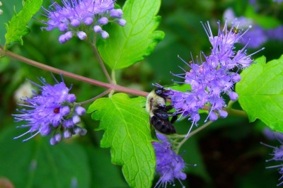 Cây dược liệu cây Cỏ vắp thơm, Bạc hà núi - Caryopteris incana (Thunb.) Miq