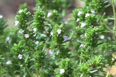 Cây dược liệu cây Cỏ xạ hương Thymus vulgaris L