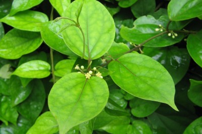 Cây dược liệu cây Rau mỏ, Dây thìa canh lá to - Gymnema tingens (Roxb) Spreng