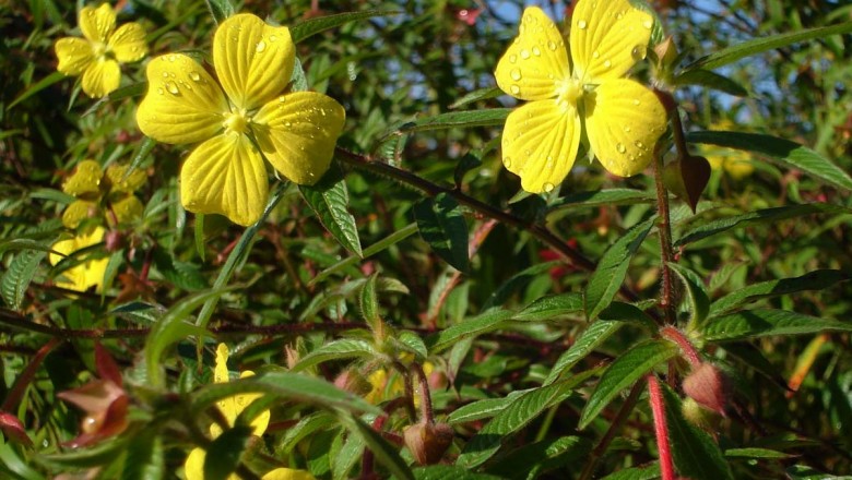 Cây dược liệu cây Rau mương đứng - Ludwigia octovalvis (Jacq) Raven ssp, octovalvis,